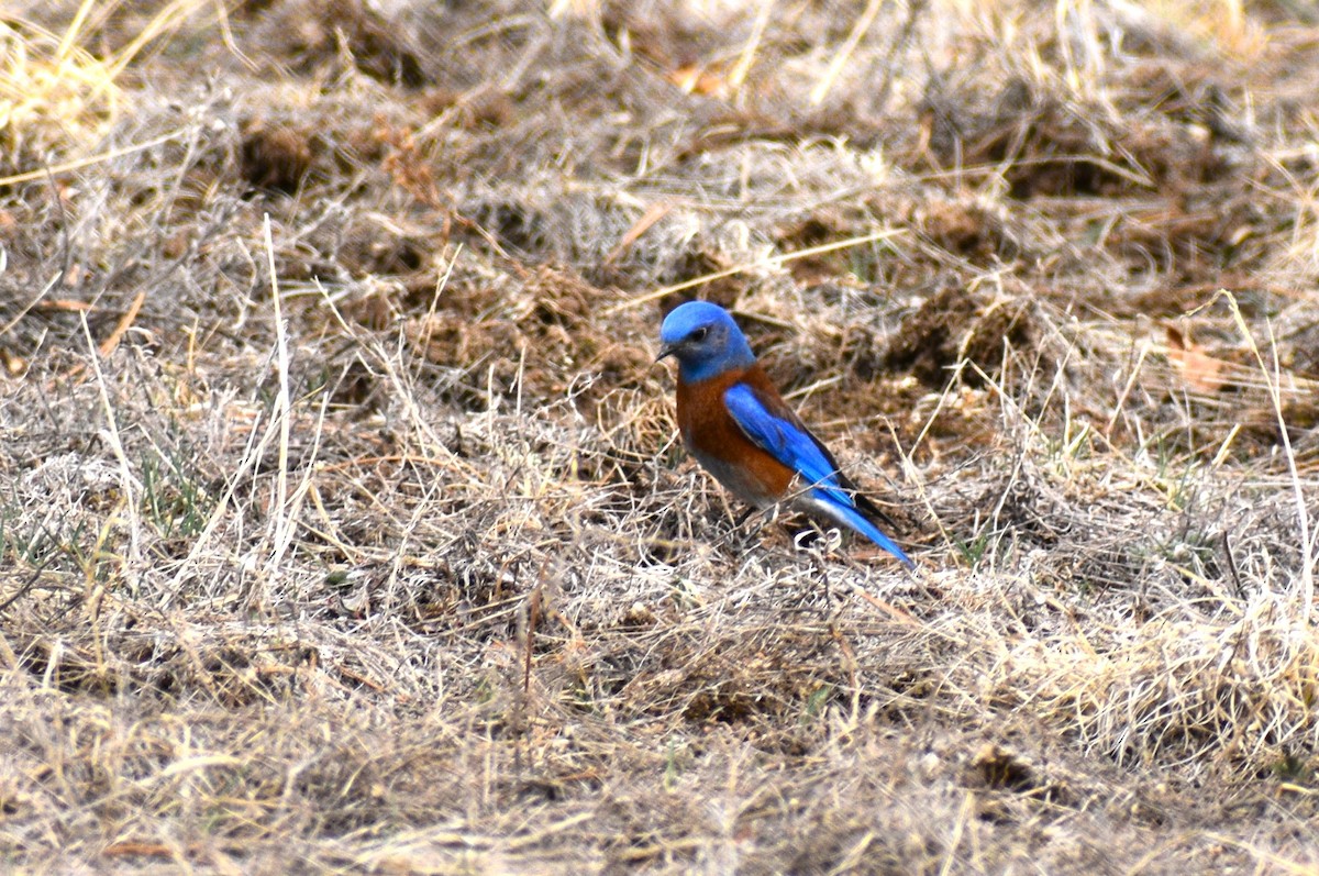 Western Bluebird - ML632762837