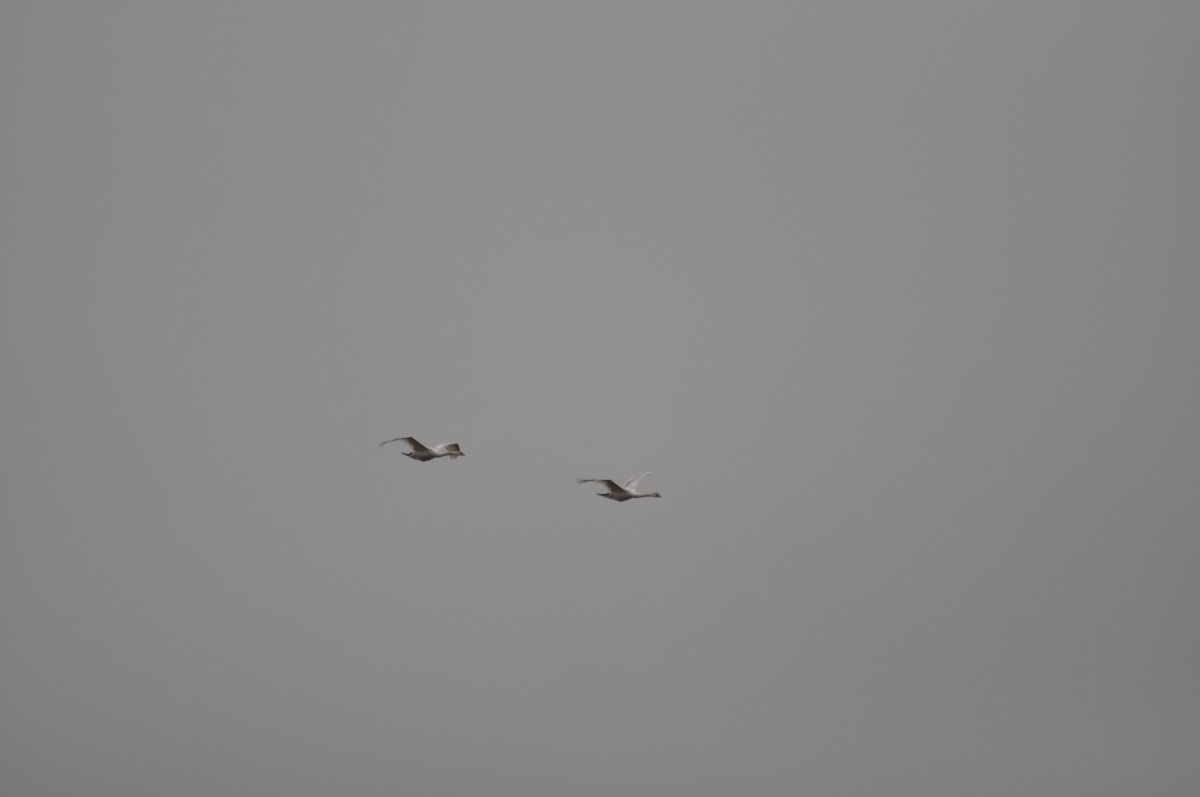Mute Swan - ML632762915