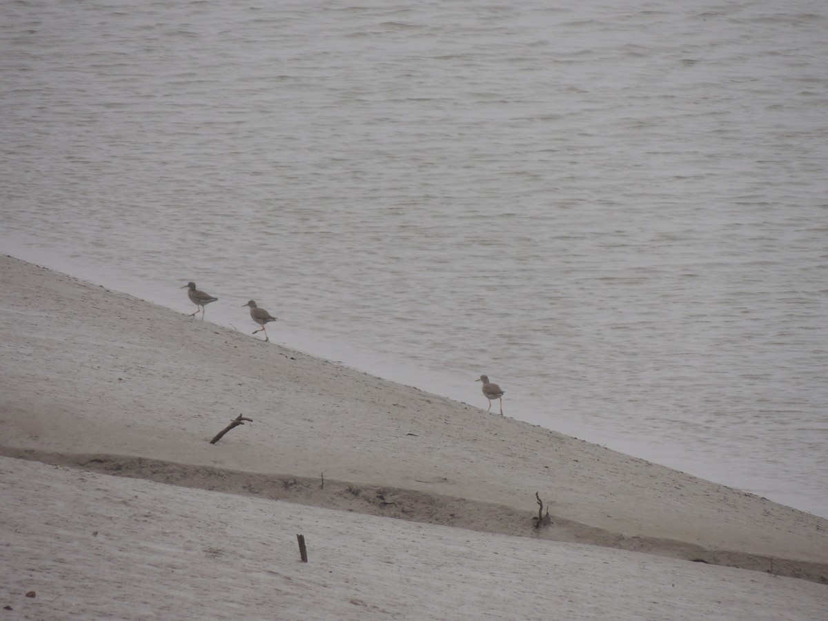 Common Redshank - ML632762923