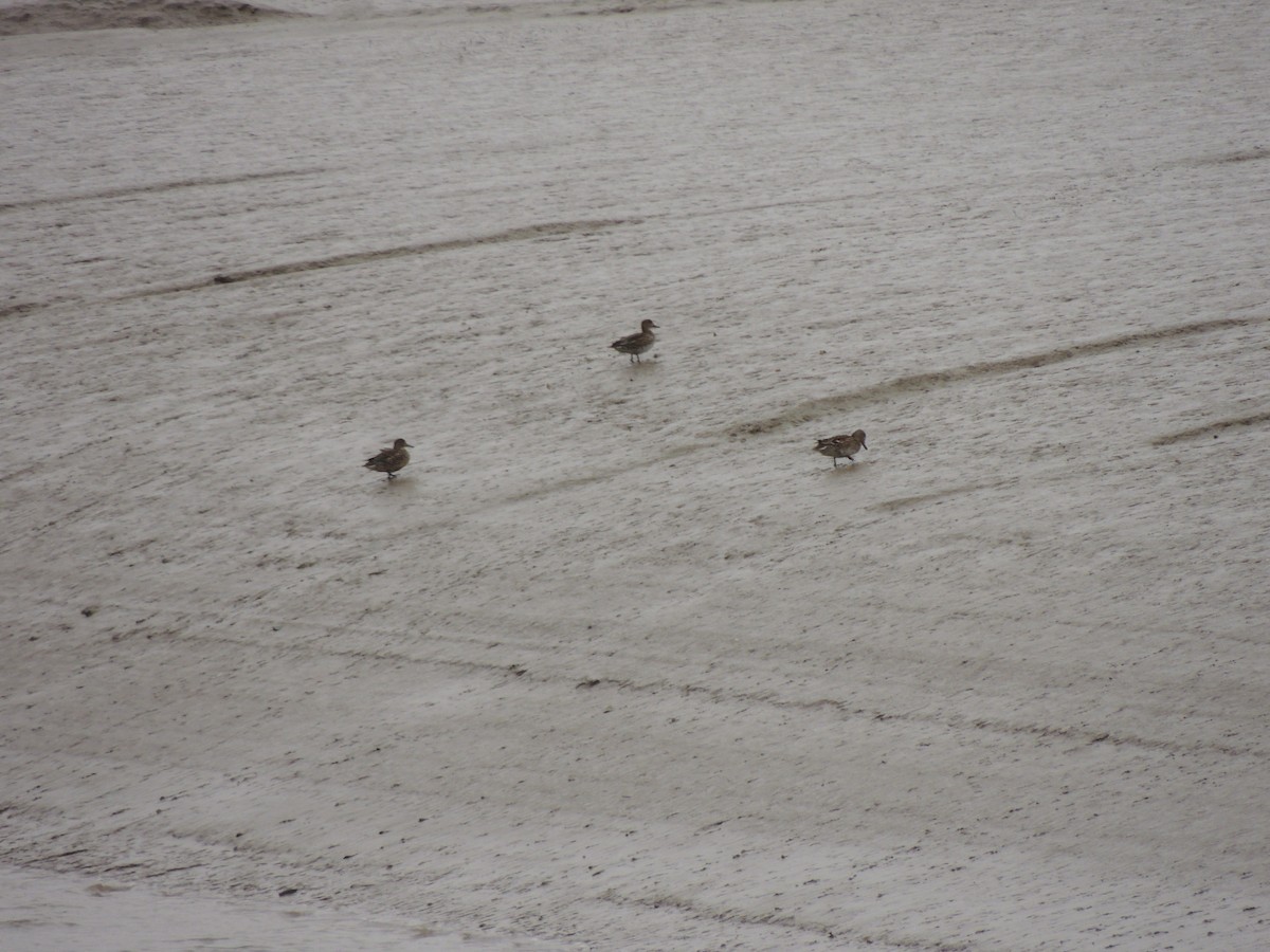 Green-winged Teal - ML632762989