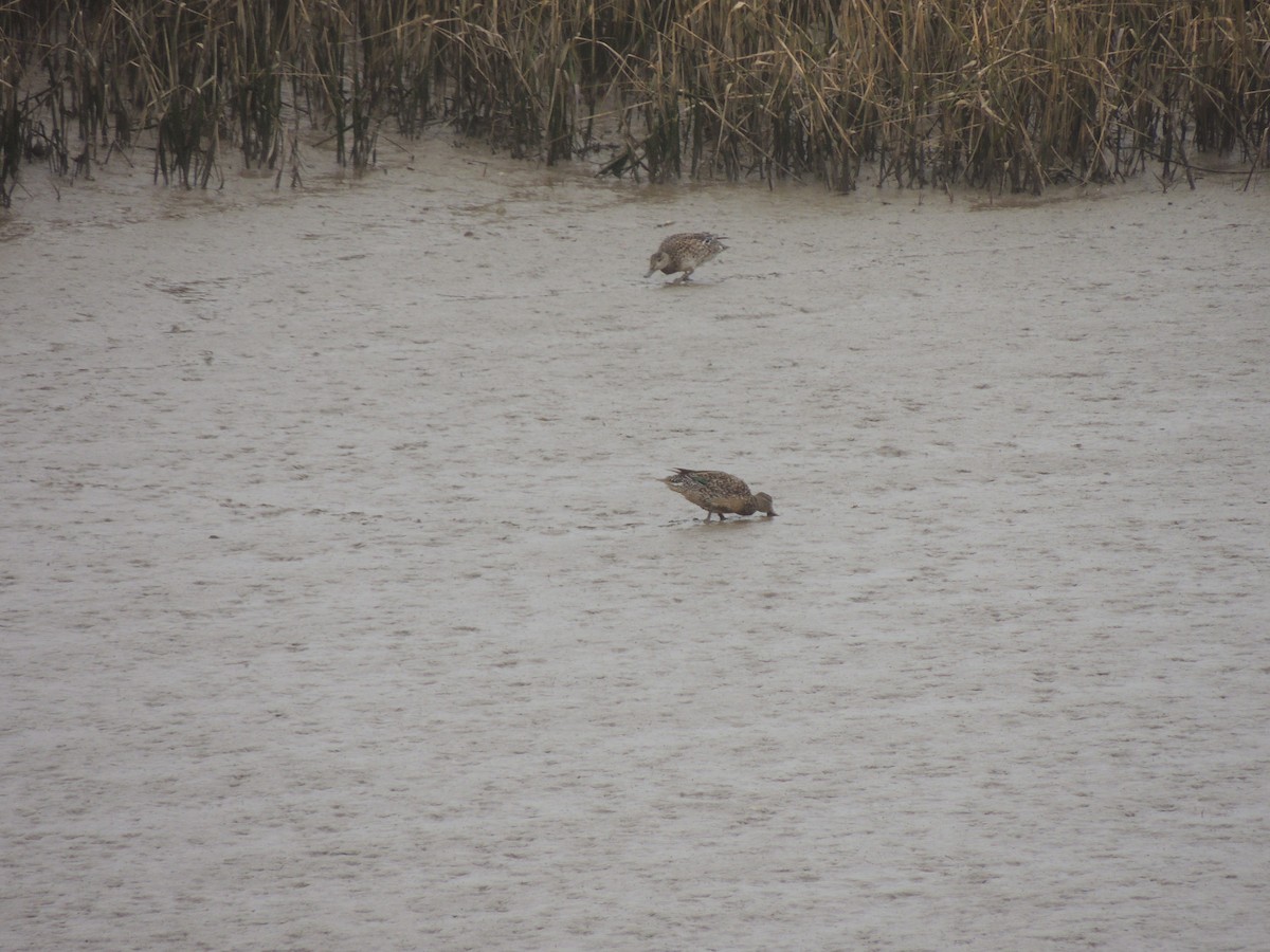 Green-winged Teal - ML632762990