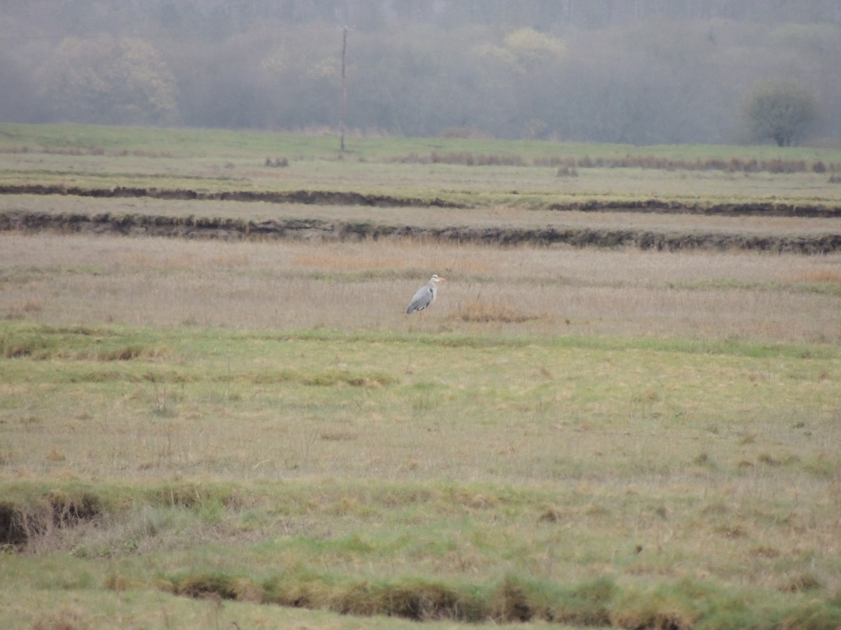 Gray Heron - ML632763007