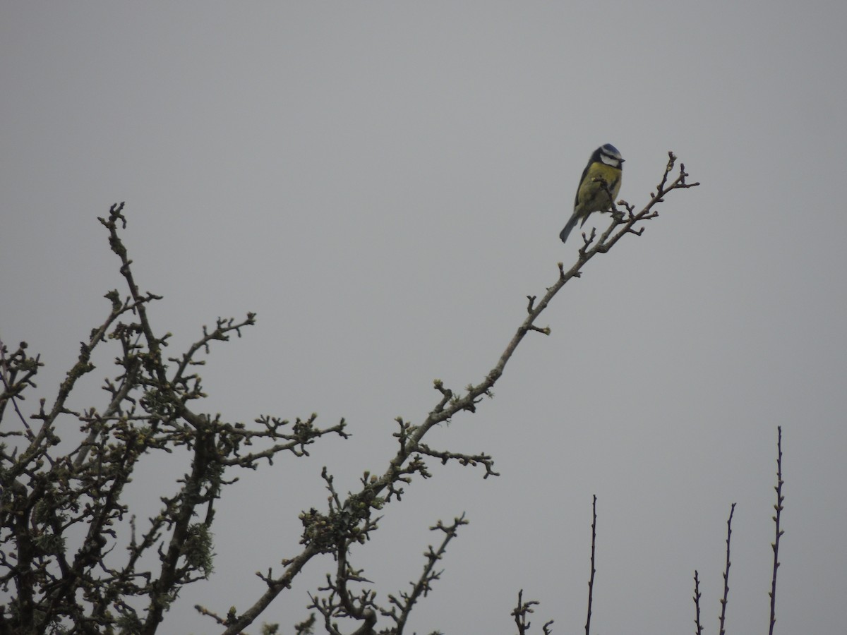 Eurasian Blue Tit - ML632763036