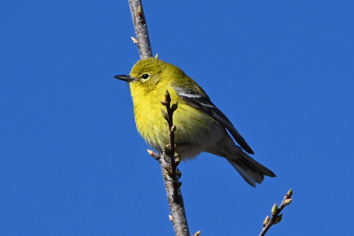 Pine Warbler - ML632763057