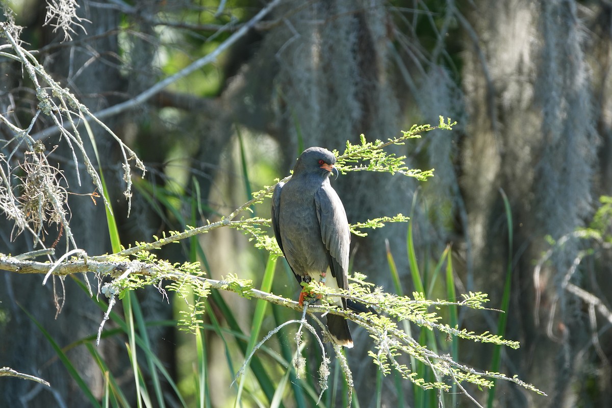 Snail Kite - ML632763066