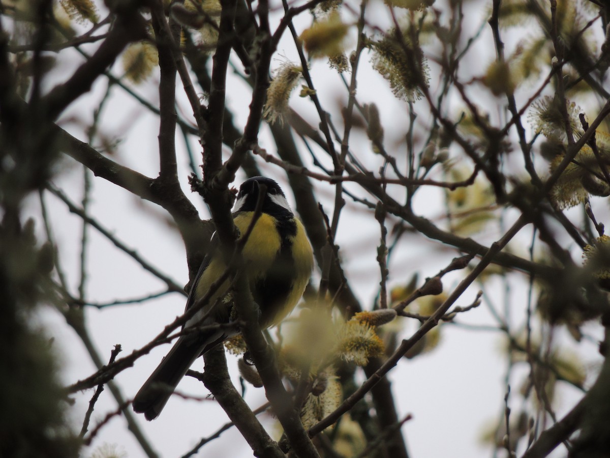 Great Tit - ML632763106