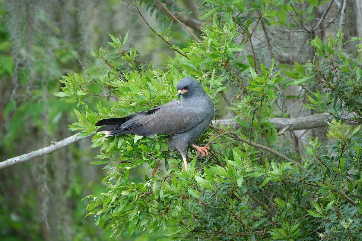 Snail Kite - ML632763138