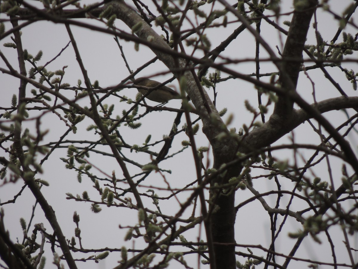 Willow Warbler - ML632763158