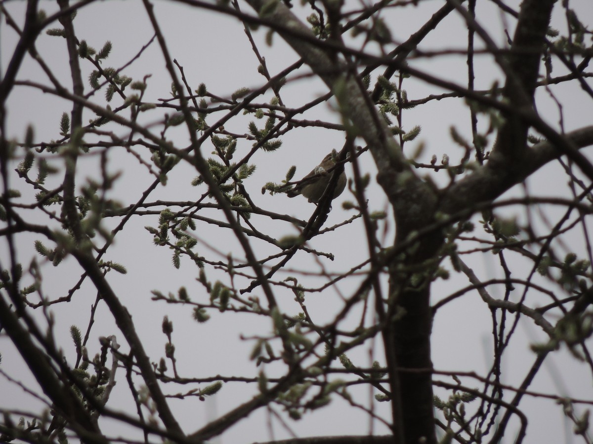 Willow Warbler - ML632763159