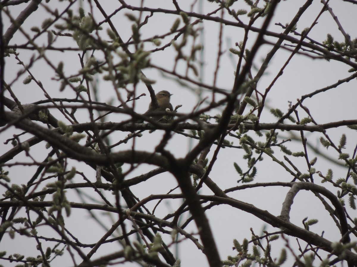 Willow Warbler - ML632763160