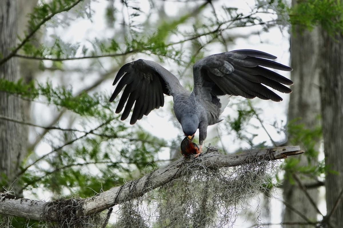 Snail Kite - ML632763178