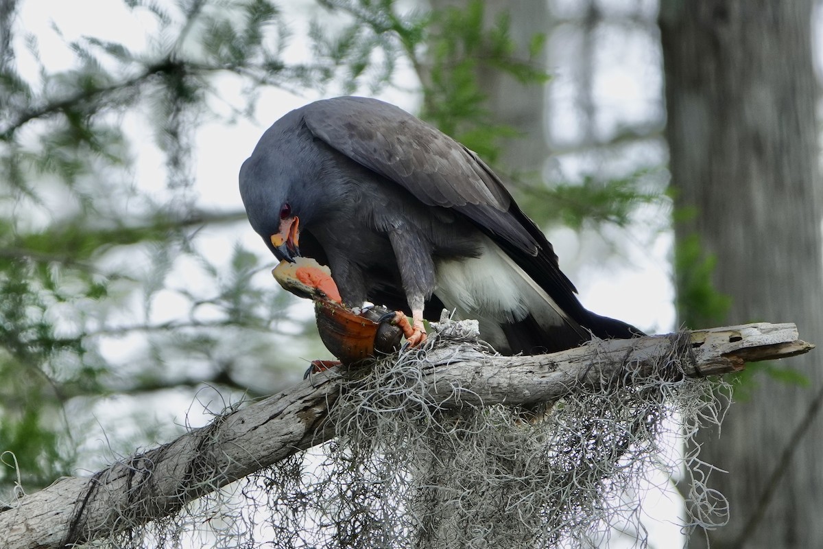 Snail Kite - ML632763227