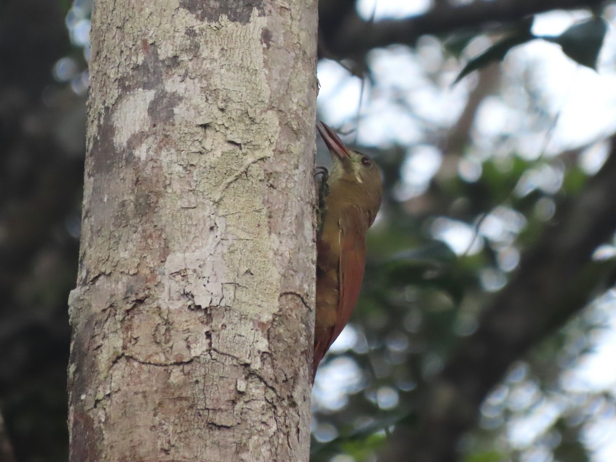 Red-billed Woodcreeper - ML632763231