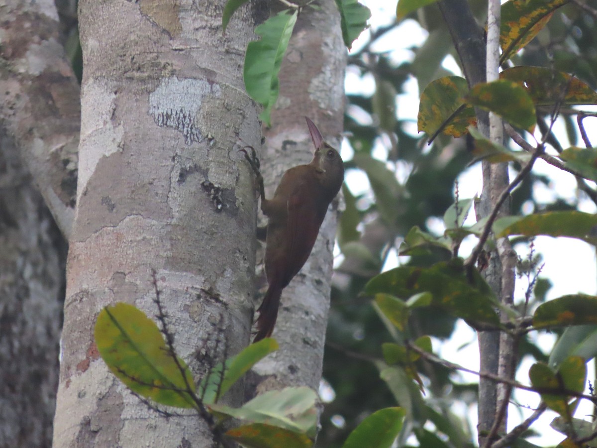 Red-billed Woodcreeper - ML632763232