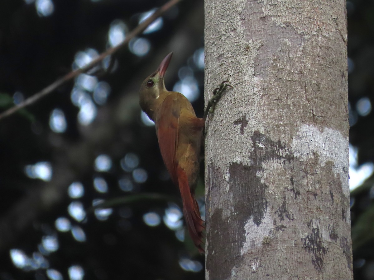 Red-billed Woodcreeper - ML632763233