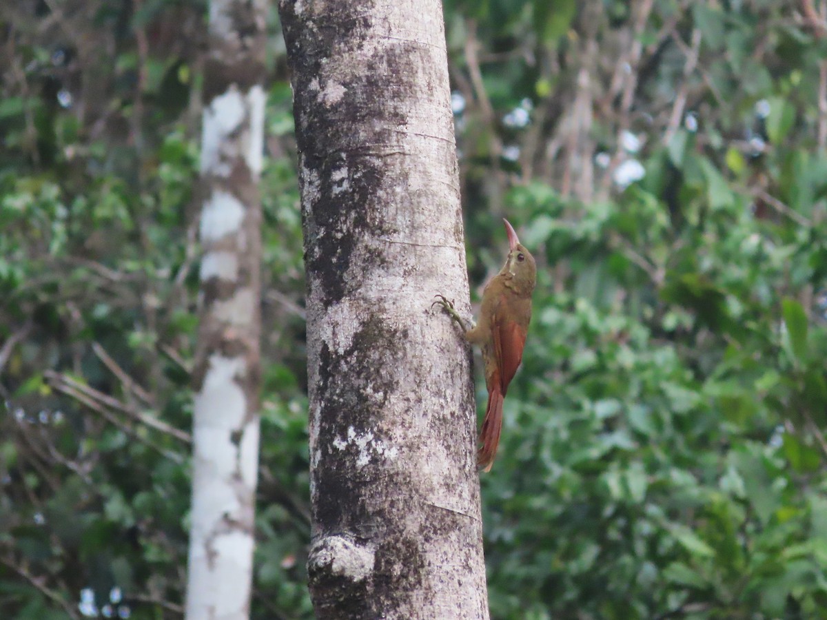 Red-billed Woodcreeper - ML632763234