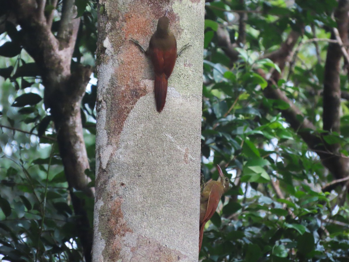 Red-billed Woodcreeper - ML632763235