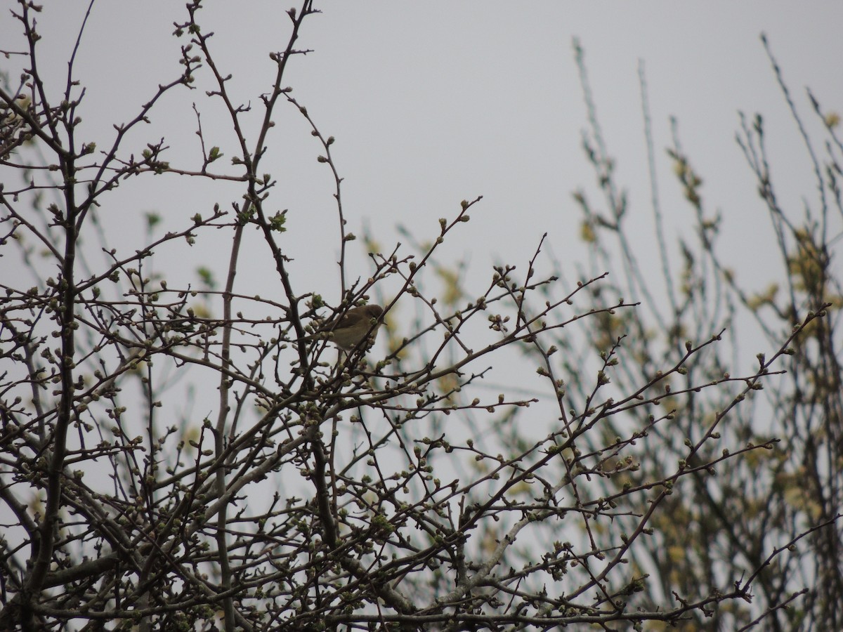 Common Chiffchaff - ML632763237