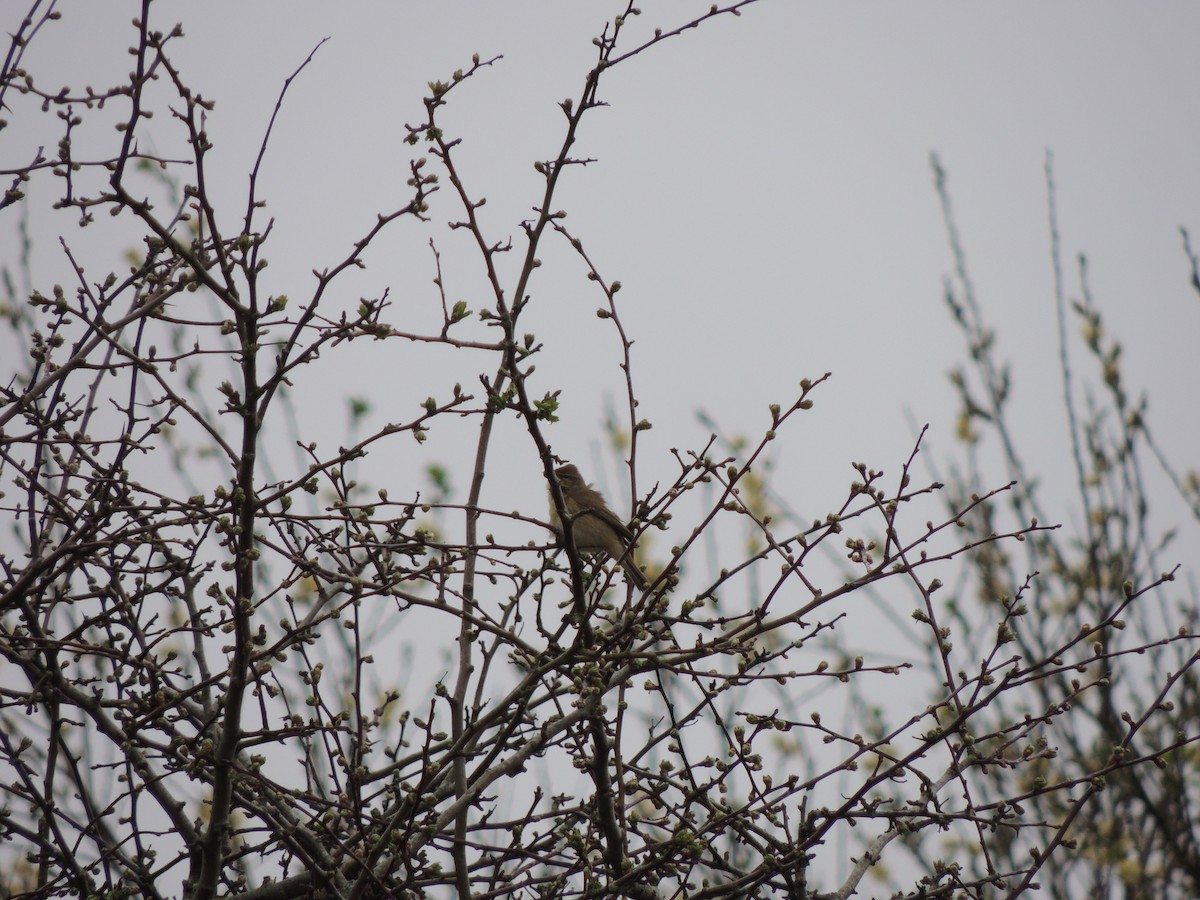 Common Chiffchaff - ML632763238