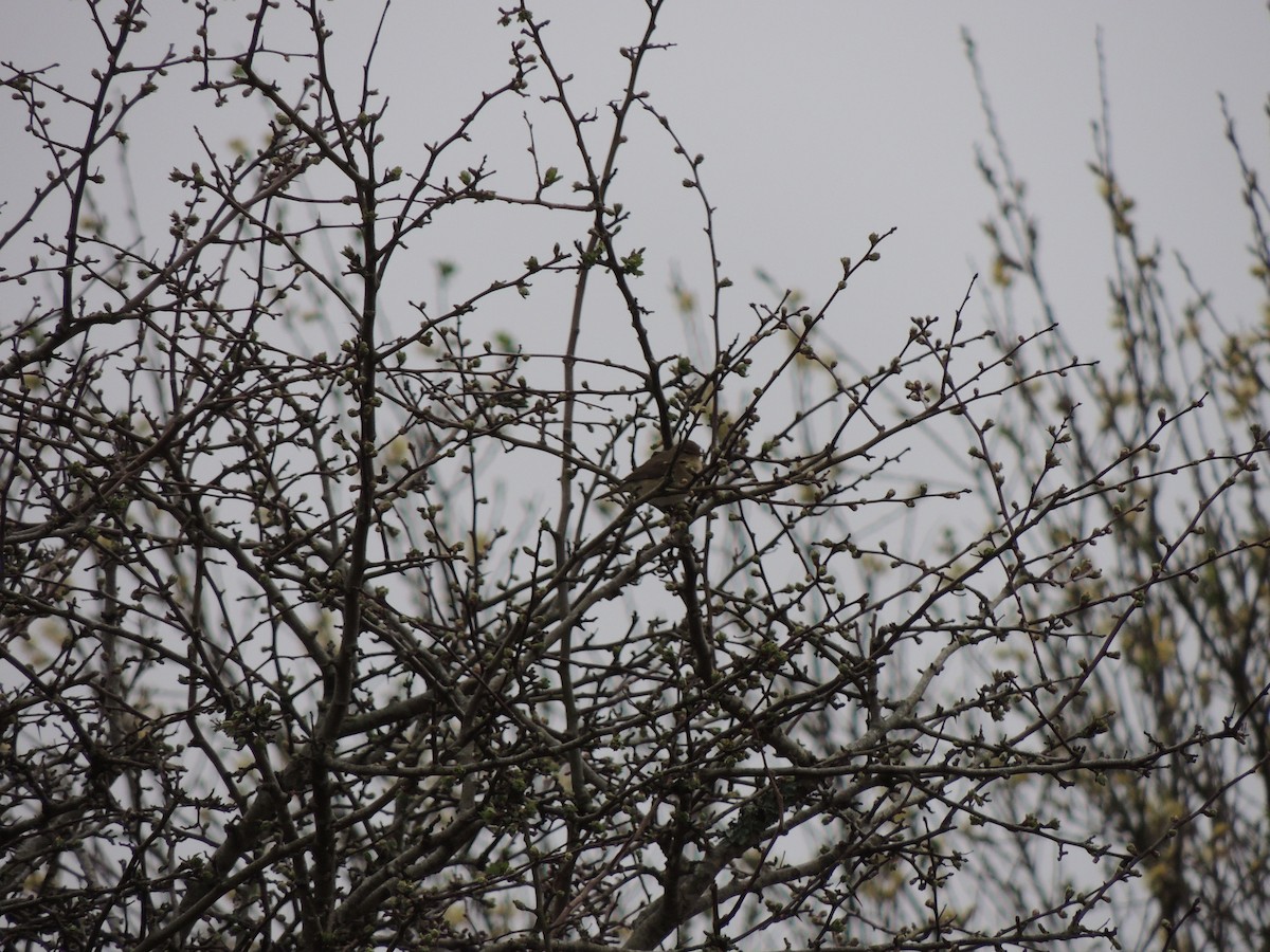 Common Chiffchaff - ML632763239
