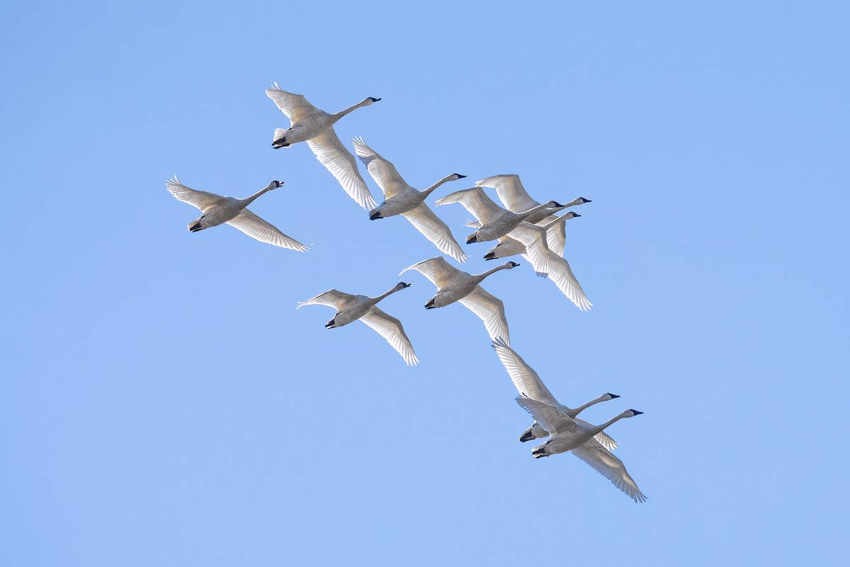 Cygne siffleur - ML632763258