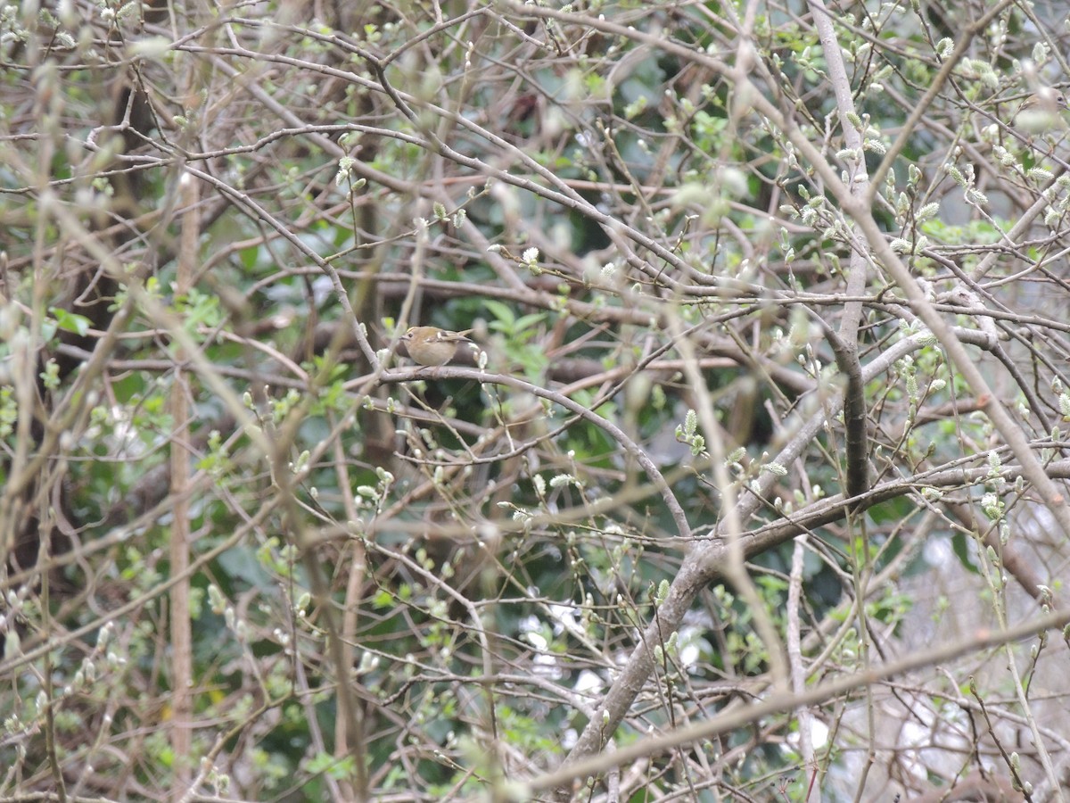 Goldcrest - ML632763259