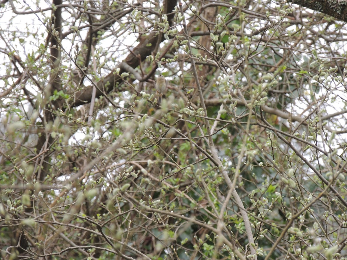 Goldcrest - ML632763260