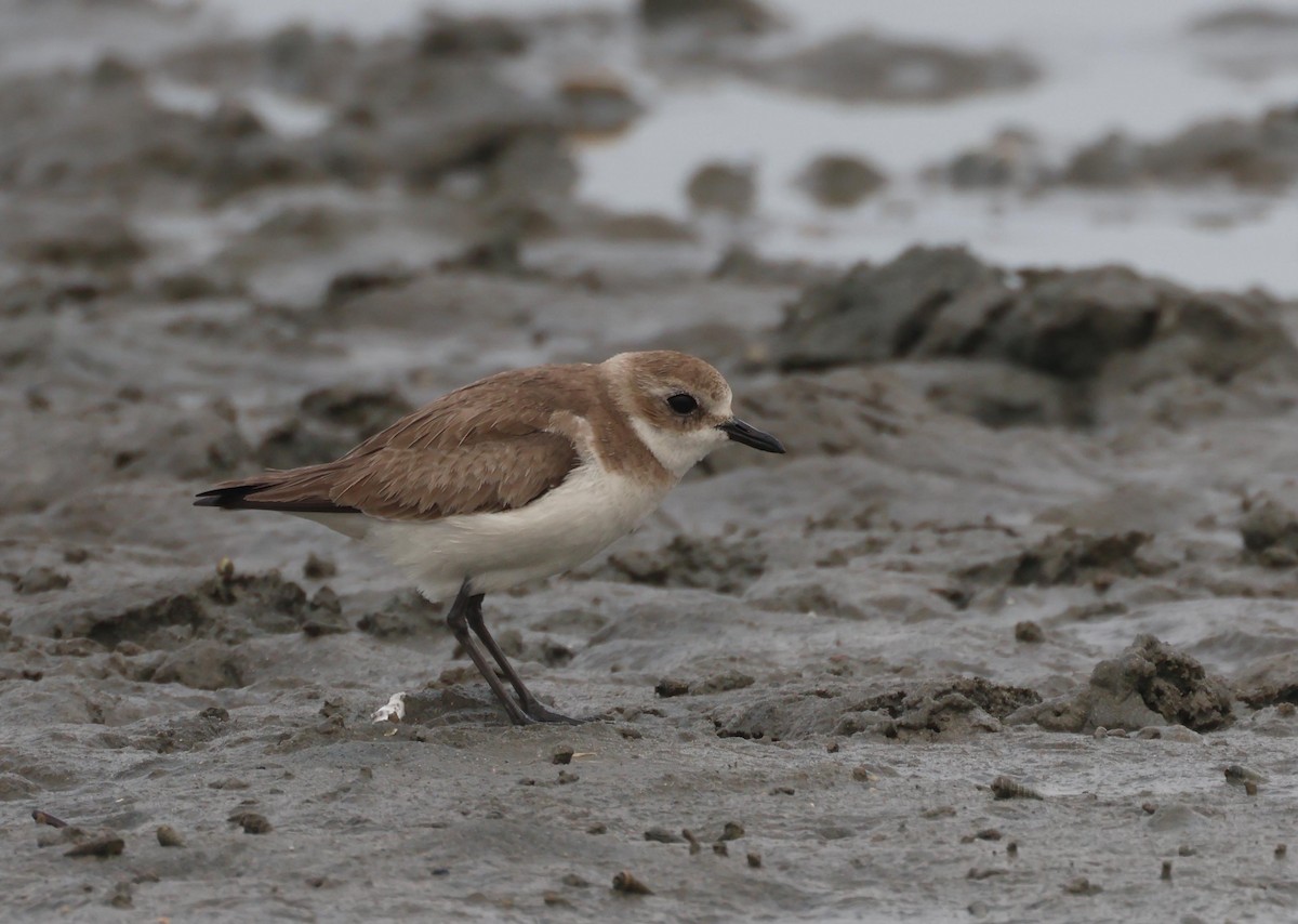 Siberian/Tibetan Sand-Plover - ML632763290