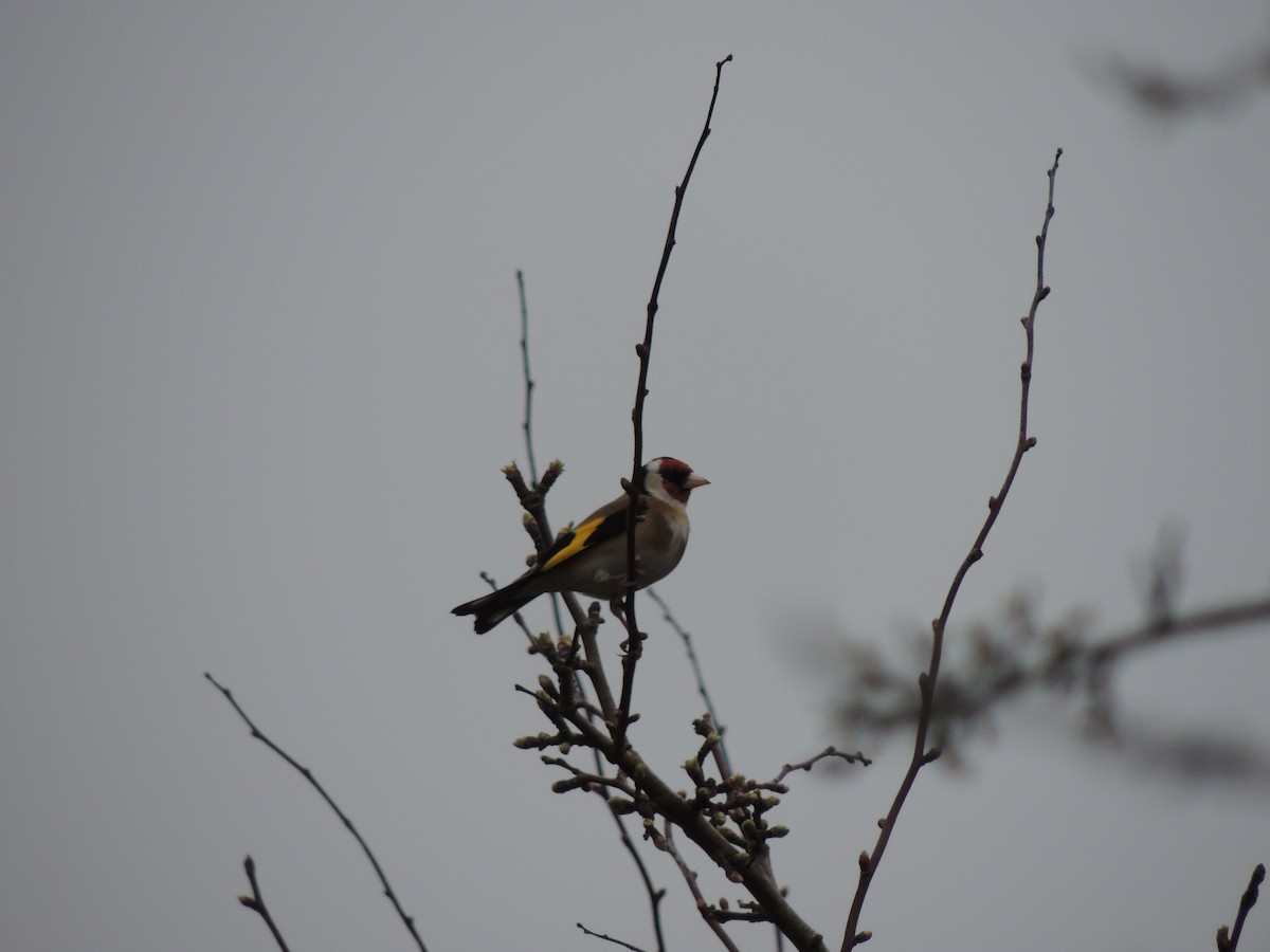 European Goldfinch - ML632763299