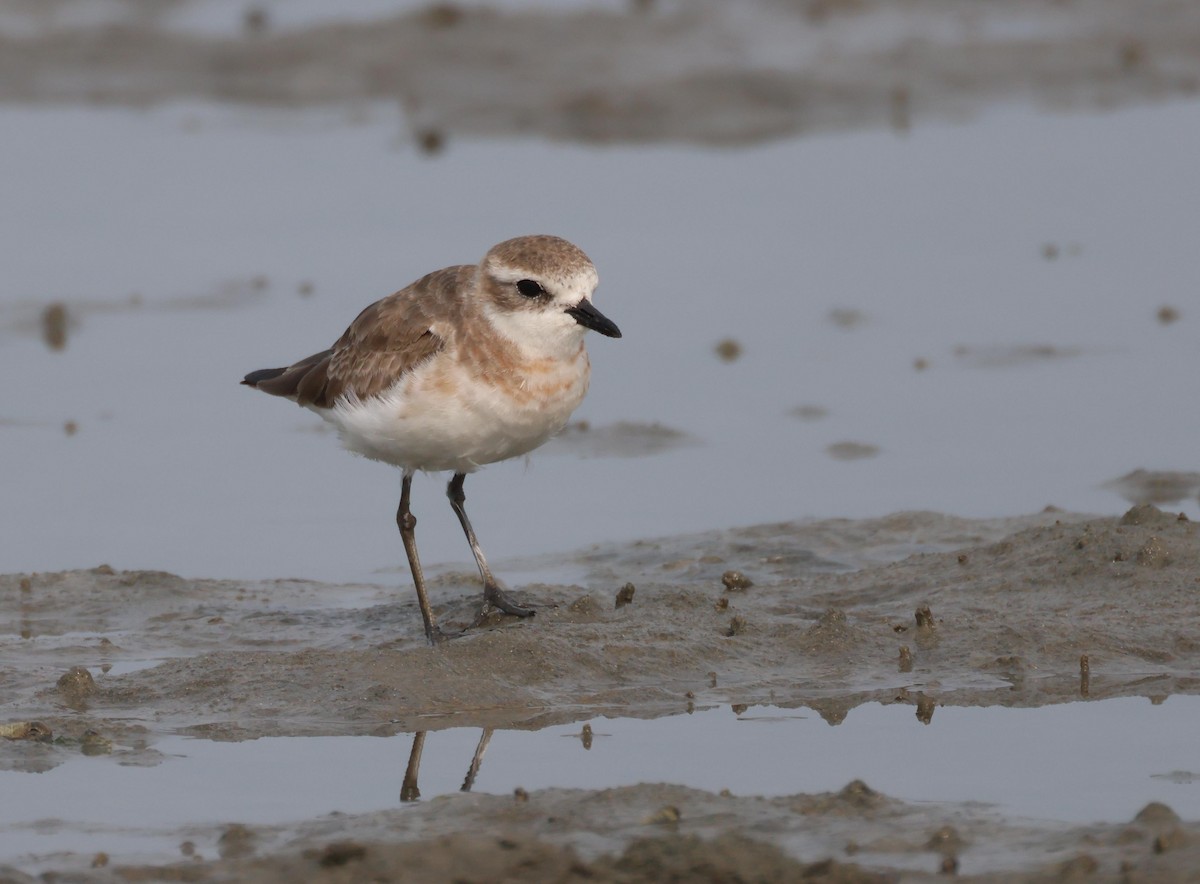Siberian/Tibetan Sand-Plover - ML632763326