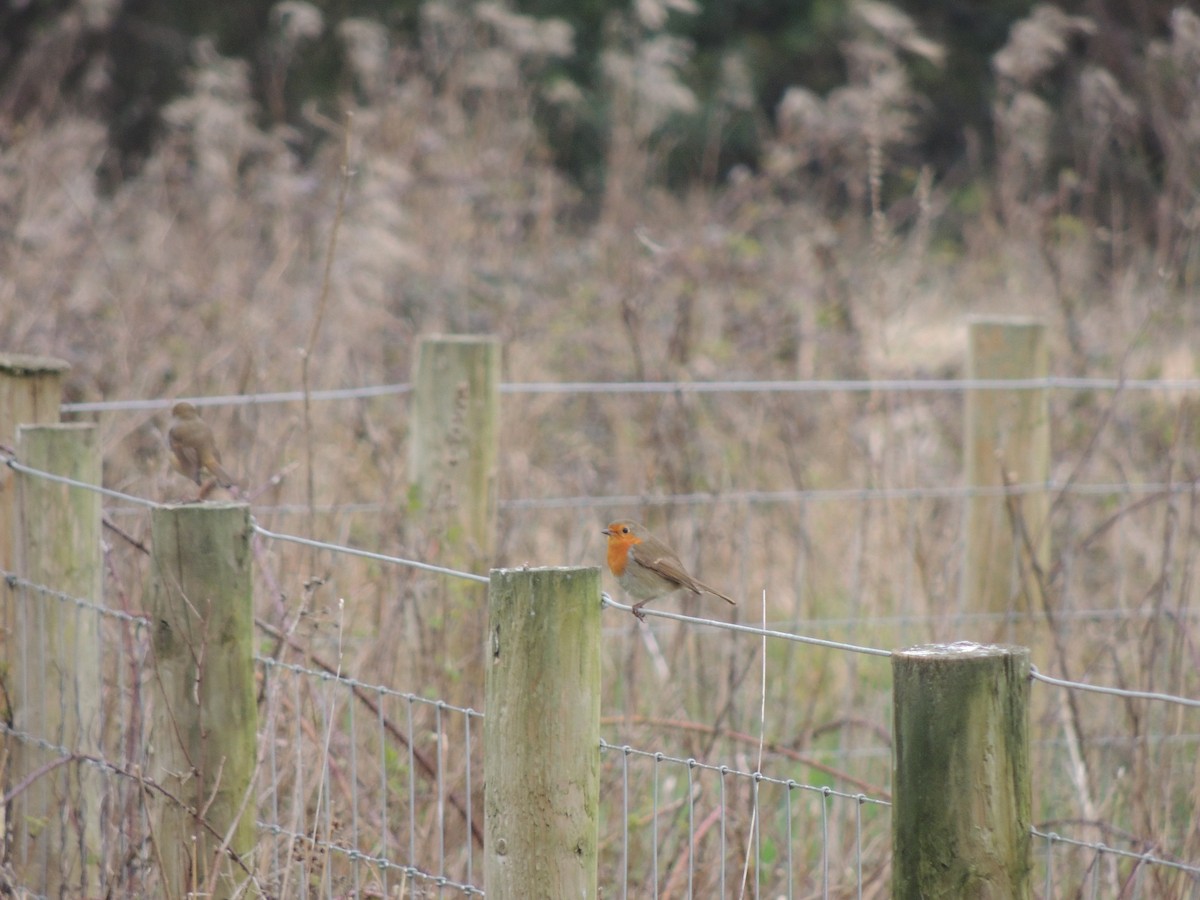 European Robin - ML632763356