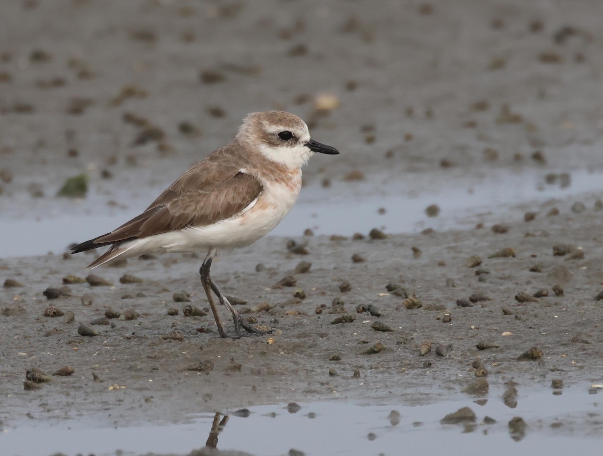 Siberian/Tibetan Sand-Plover - ML632763363