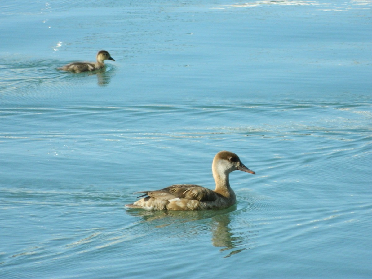 Red-crested Pochard - ML632763372