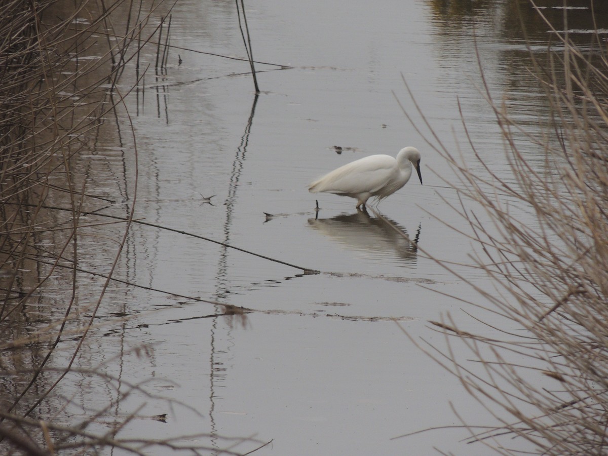 Little Egret - ML632763404