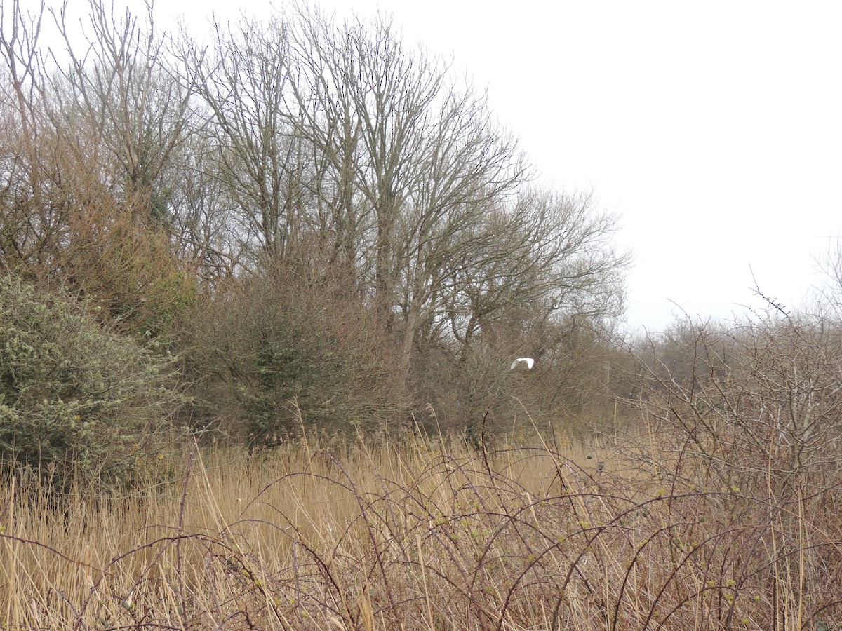 Little Egret - ML632763405