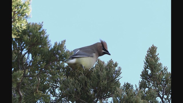 Cedar Waxwing - ML632763428