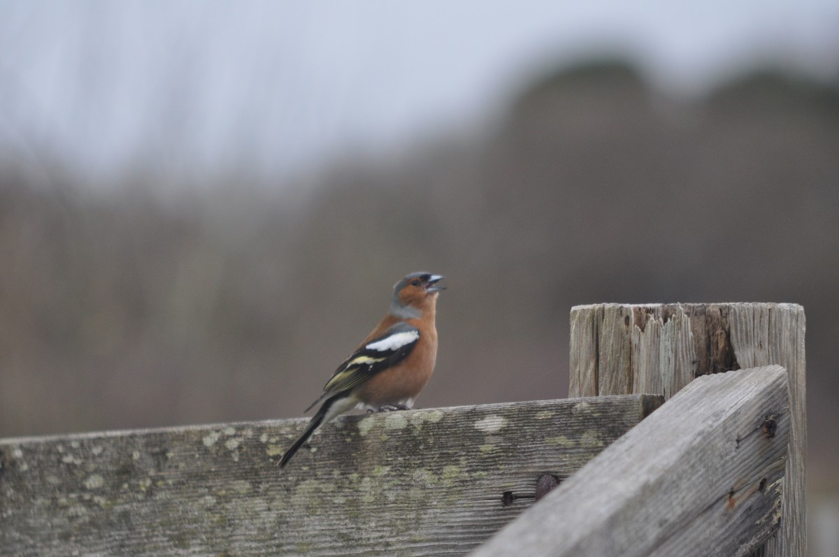 Common Chaffinch - ML632763474