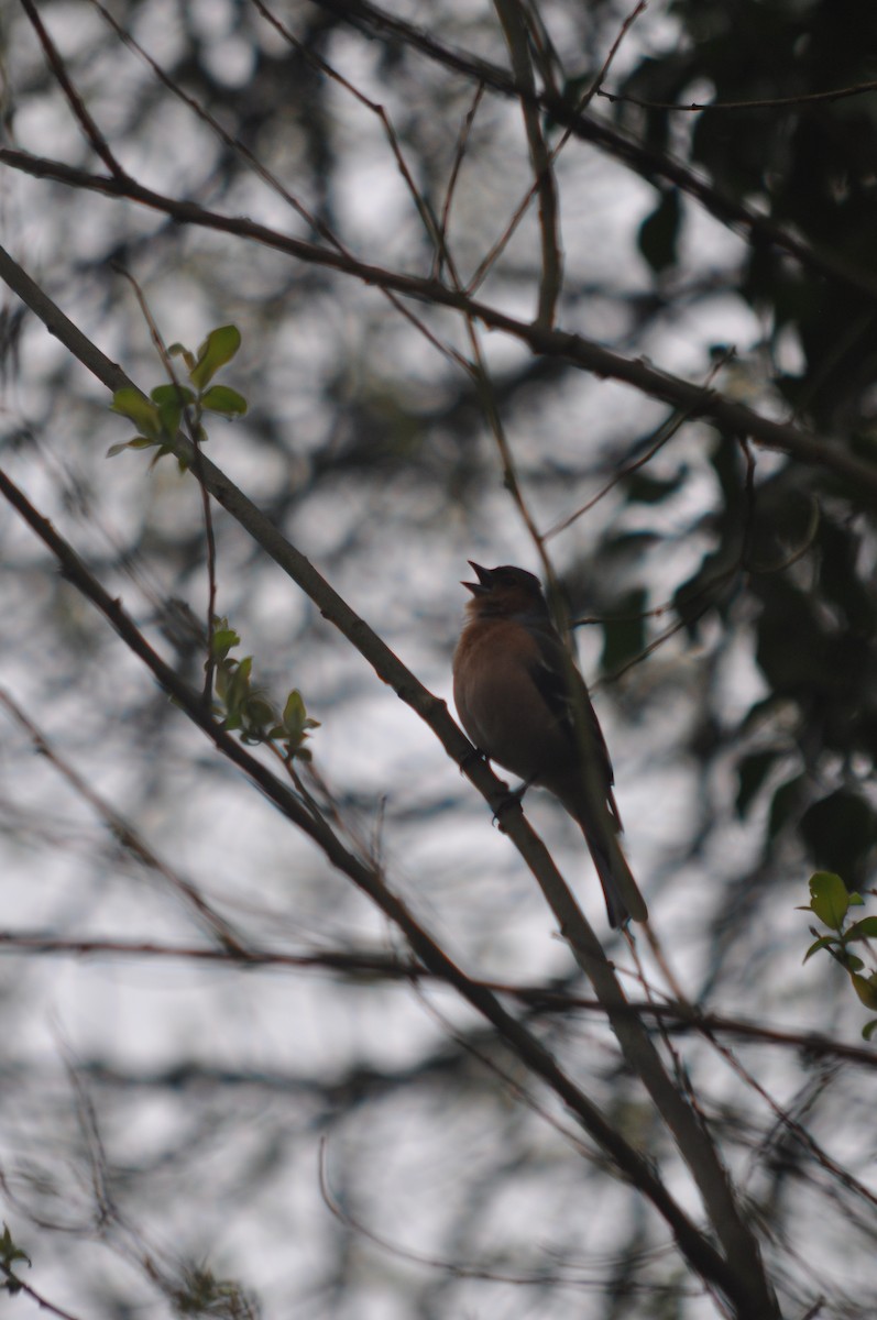 Common Chaffinch - ML632763475