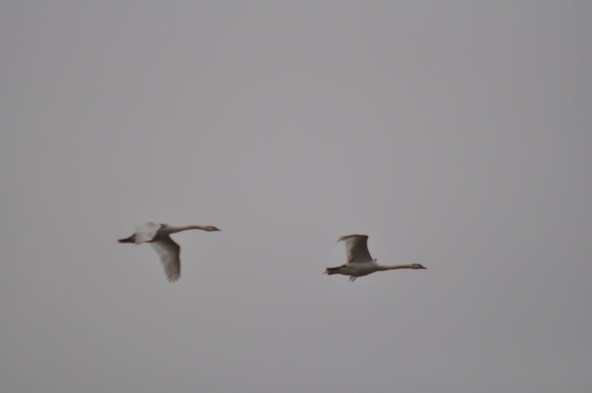 Mute Swan - ML632763524