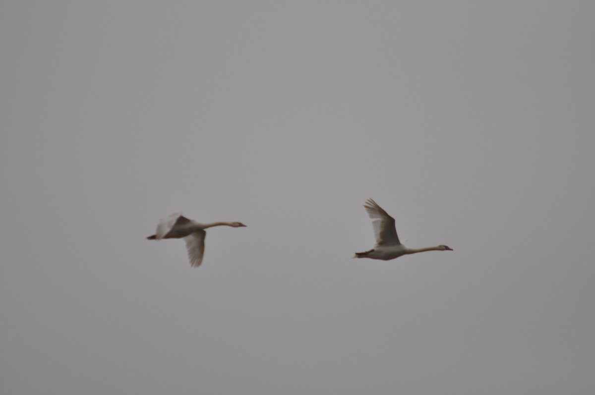 Mute Swan - ML632763525