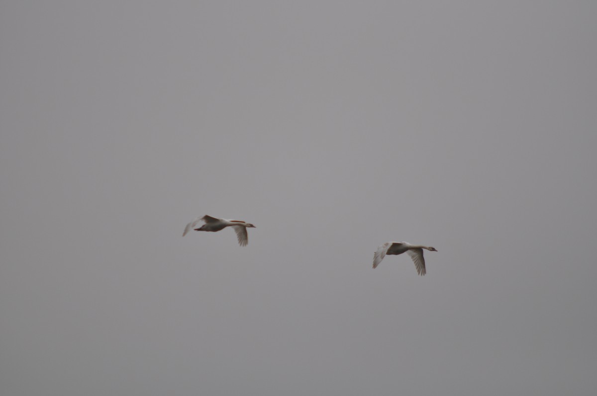 Mute Swan - ML632763526
