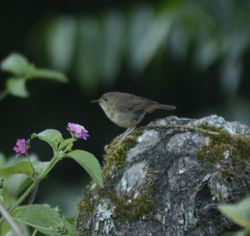 Atherton Scrubwren - ML632763624