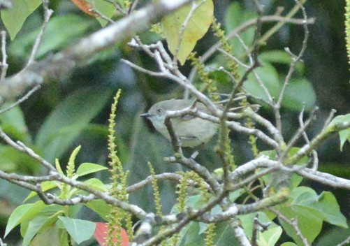 Mountain Thornbill - ML632763638