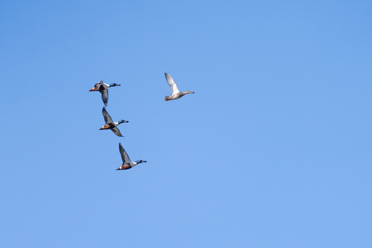 Canard souchet - ML632763847
