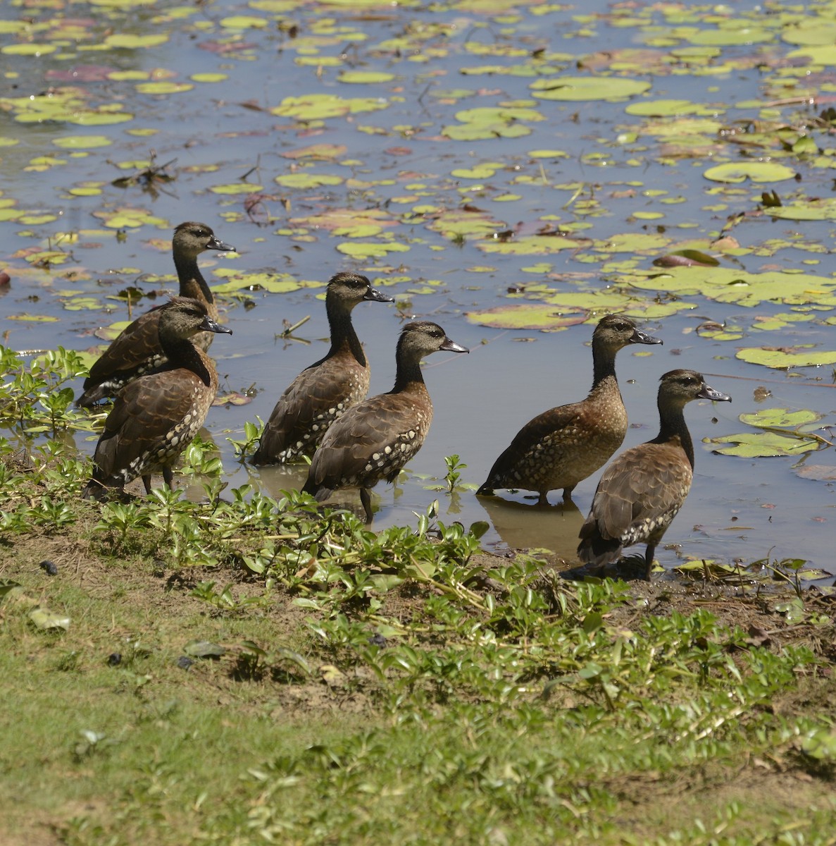Spotted Whistling-Duck - ML632763861