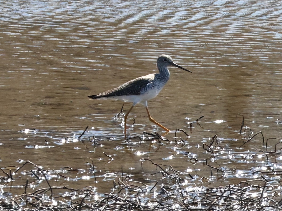 Greater Yellowlegs - ML632763926