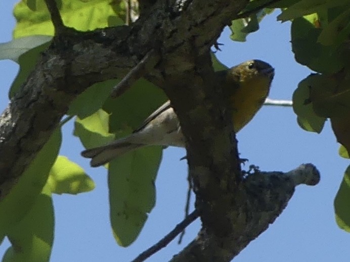 Pine Warbler - ML632763959