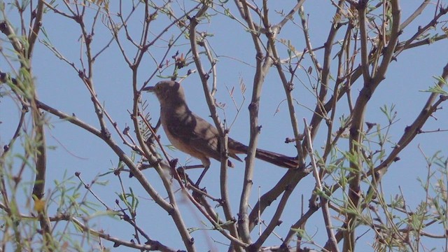 Bendire's Thrasher - ML632763975