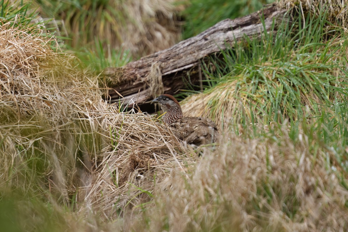 Erckel's Spurfowl - ML632764081