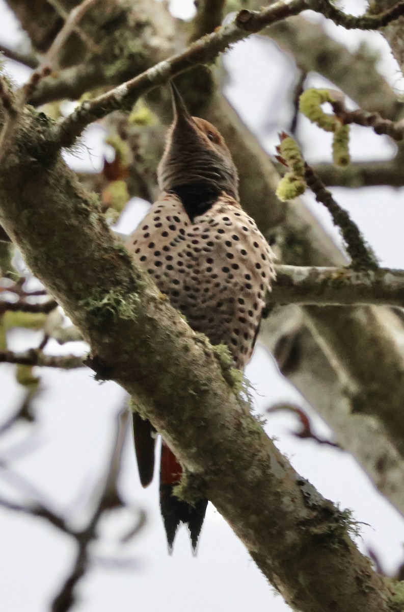 Northern Flicker (Red-shafted) - ML632764184